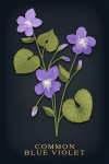 Vintage Flora Noir - Common Blue Violet