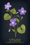 Chicago, Illinois - Vintage Flora Noir - Common Blue Violet