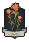 Vintage Flora Noir - Indian Paintbrush - Contour