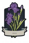 Vintage Flora Noir - Iris - Contour