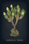 Vintage Flora Noir - Joshua Tree