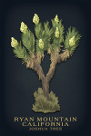 Ryan Mountain, California - Vintage Flora Noir - Joshua Tree