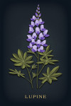 Vintage Flora Noir - Lupine