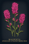 Vintage Flora Noir - Magenta Indian Paintbrush