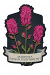 Vintage Flora Noir - Magenta Indian Paintbrush - Contour