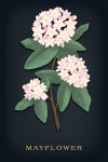 Vintage Flora Noir - Mayflower