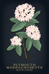 Plymouth, Massachusetts - Vintage Flora Noir - Mayflower