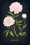 Vintage Flora Noir - Peony
