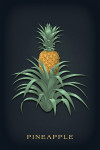 Vintage Flora Noir - Pineapple