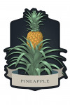 Vintage Flora Noir - Pineapple - Contour
