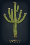 Vintage Flora Noir - Saguaro Cactus