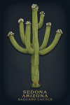 Sedona, Arizona - Vintage Flora Noir - Saguaro Cactus