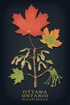 Ottawa, Ontario - Vintage Flora Noir - Sugar Maple