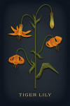 Vintage Flora Noir - Tiger Lily