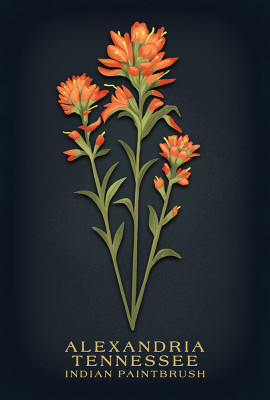 Alexandria, Tennessee - Vintage Flora Noir - Indian Paintbrush