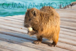 Guantanamo Bay, Cuba - Photography - Banana Rat