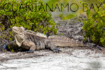 Guantanamo Bay, Cuba - Photography - Giant Iguana