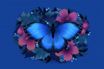 Storybook - Blue Morpho