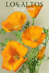 Los Altos, California - Poppies