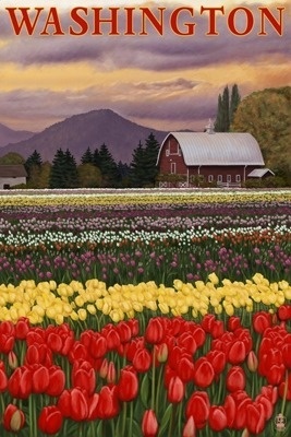 Washington - Tulip Fields