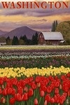 Washington - Tulip Fields