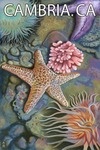 Cambria, California - Tidepool