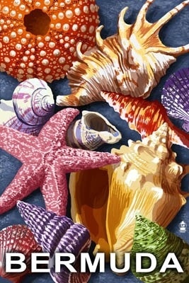 Bermuda - Shells - Lantern Press Artwork