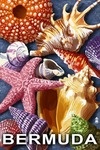 Bermuda - Shells - Lantern Press Artwork
