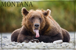 Montana - Grizzly Bear & Tongue - Lantern Press Photography