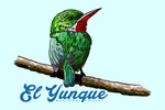 Puerto Rico - Tody - El Yunque National Forest - Blue - Lantern Press Artwork