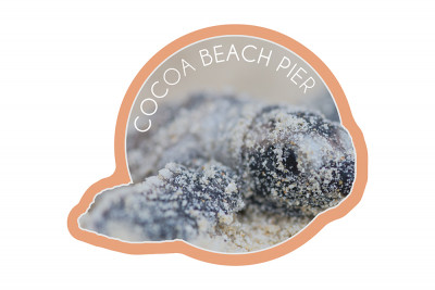 Cocoa Beach Pier, Florida - Hawksbill Turtle Hatching - Contour - Lantern Press Photography